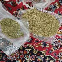 گشنیز و بادیان سیاه دونه و تخم کنو