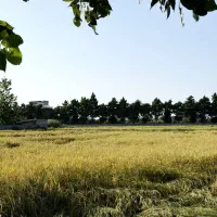 فرصت-طلایی-برای-سرمایه-گذاران-بزرگ-در-محمودآباد