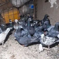 ۳۵حیون بازی زرنگ نرو ماده قاطی