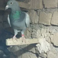 کبوتر فروشی