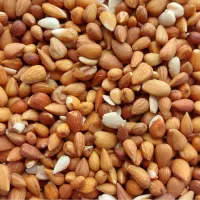 مغز الوک (بادم کوهی)