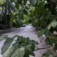 کردان-کوهسارسورناگل-افشان-جنگلی2000متر2کله4دیواری