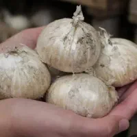 موسیر
