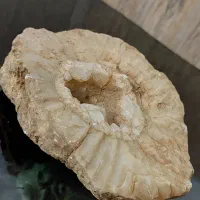 فسیل دریایی|کلکسیون اشیاء عتیقه|سپیدان, |دیوار