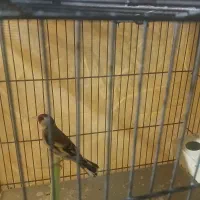 سهره نر دستی و آروم آروم