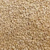 گندم پاک کرده تمیز