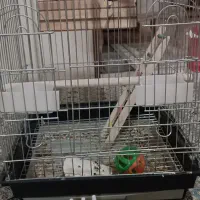 قفس پرنده