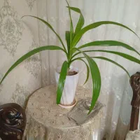 چند عدد گل بسیار زیبا