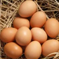 تخم مرغ محلی