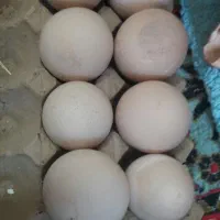 تخم پرنده