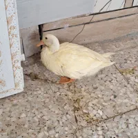 اردک