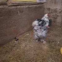 فروش مرغ و خروس برهما  بلک مولتی اصل