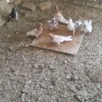 تعدادی رنگی همه نر