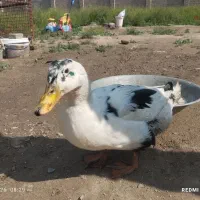 یک  جفت اردک  تخم گذار