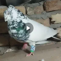 کبوتر کله دم