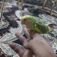 جوجه طوطی برزیلی  سرلاکی