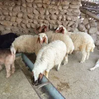 4عدد بره نرو ماده