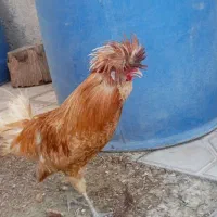 خروس