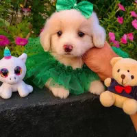 سگ پودل کراس