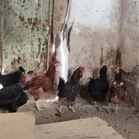 ۶تا مرغ دورگ لاری