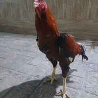 خروس لاری