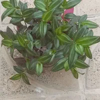 طلا|جواهرات|آبدانان, |دیوار