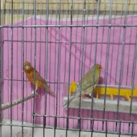 فروش قناری