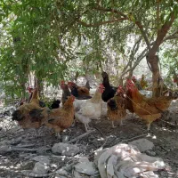 مرغ تخم گذار