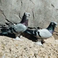 کبوترای خاص ترکیه شازده هما خال دار و سیاه