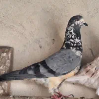 کفتر کاشانی نر