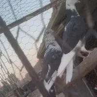 کبوتر