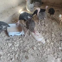 جوجه بوقلمون