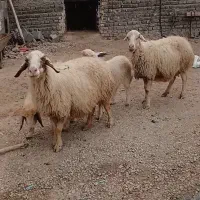 گوسفند سنجابی
