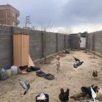 کبوتر مرغ وخروس