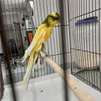 قناری جوجه سرخ و موزائیکی صحیح و سالم
