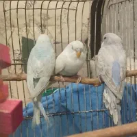 مرغ عشق