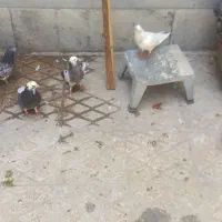۶جوجه کفتر ۱۰روزه به دونخوردن افتادن