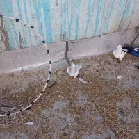 هفت رنگ دم سفید