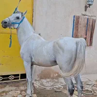 اسب کرد