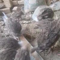 جوجه بوقلمون 3ماهه