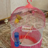 یک جفت طوطی کوتله کاملا اهلی با قفس وبا وسایل