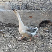 قو غاز اوکراینی نر