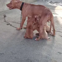پیتبول ۱۵ماهه باتوله