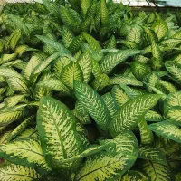 گل دفن خیلی خوب