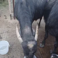 گاومیش با گوساله نر یک ماهه