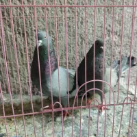 سبز چشم سیاه و کله ای