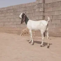 بز پاکستانی