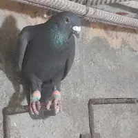 پرشی زدوخورد کبوتر