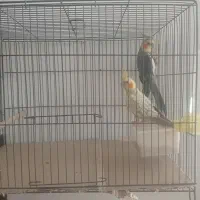 دو جفت عروس هلندی