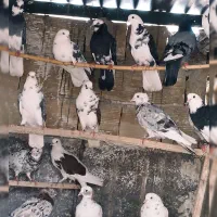 کبوتر گرویی